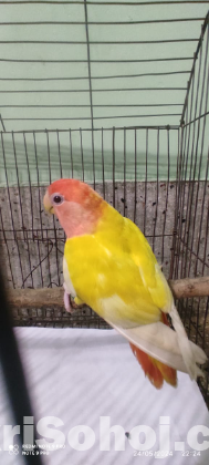 Love Bird Lutino Red Head Opaline